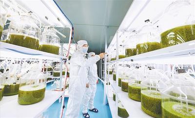 保定安國(guó) 從 藥材之都 轉(zhuǎn)向 藥品之都