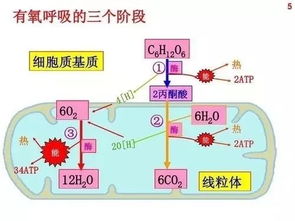 聚焦丨2019年物理 生理學諾貝爾獎項公布,涉及高考相關知識點